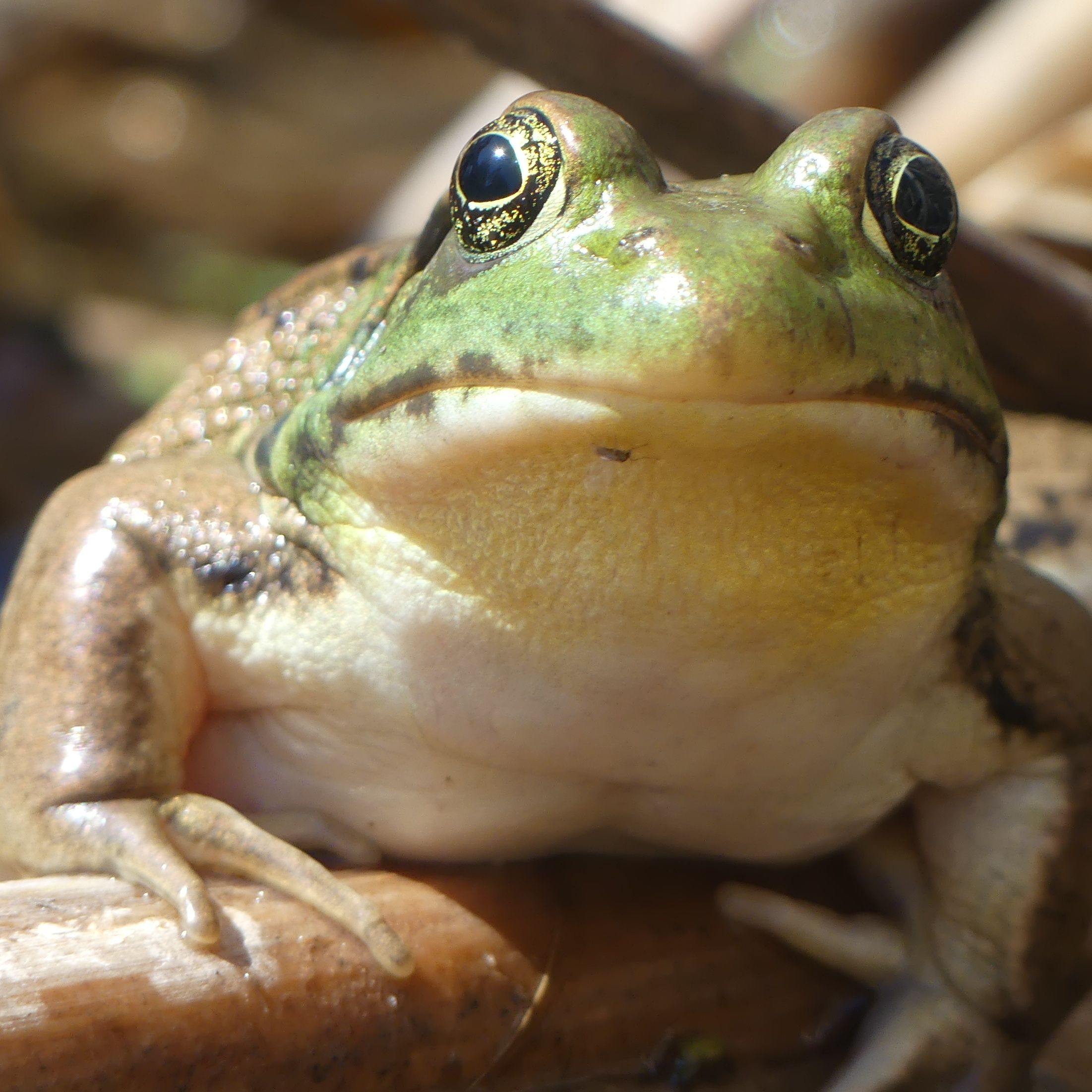 User Display Picture